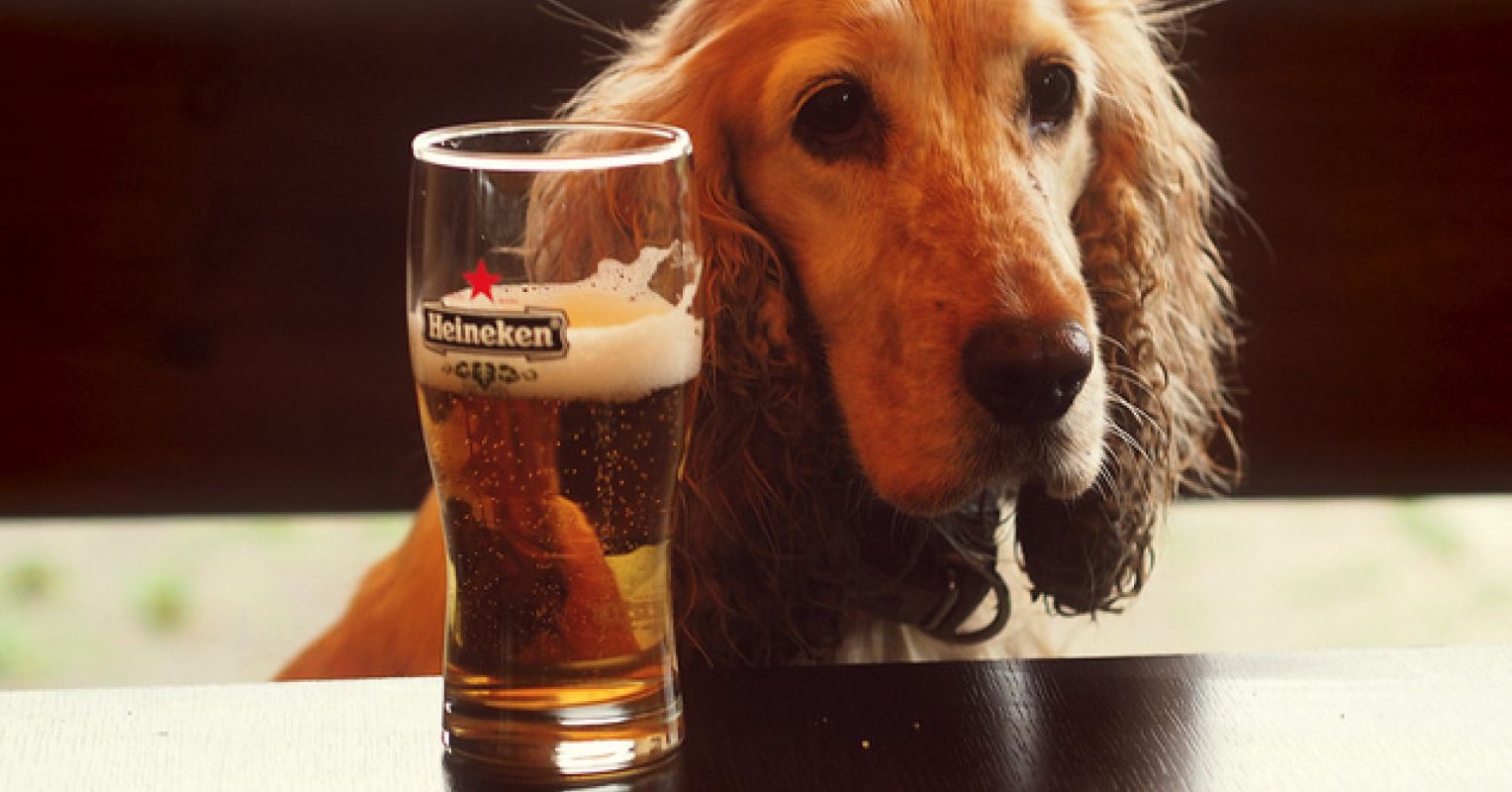 Can You Give Dogs Liquor